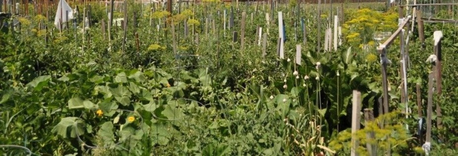 various plants in the community garden