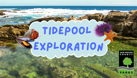 juv-tidepool-exploration-0426.png