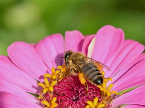 J-Bee-Show-0726.png