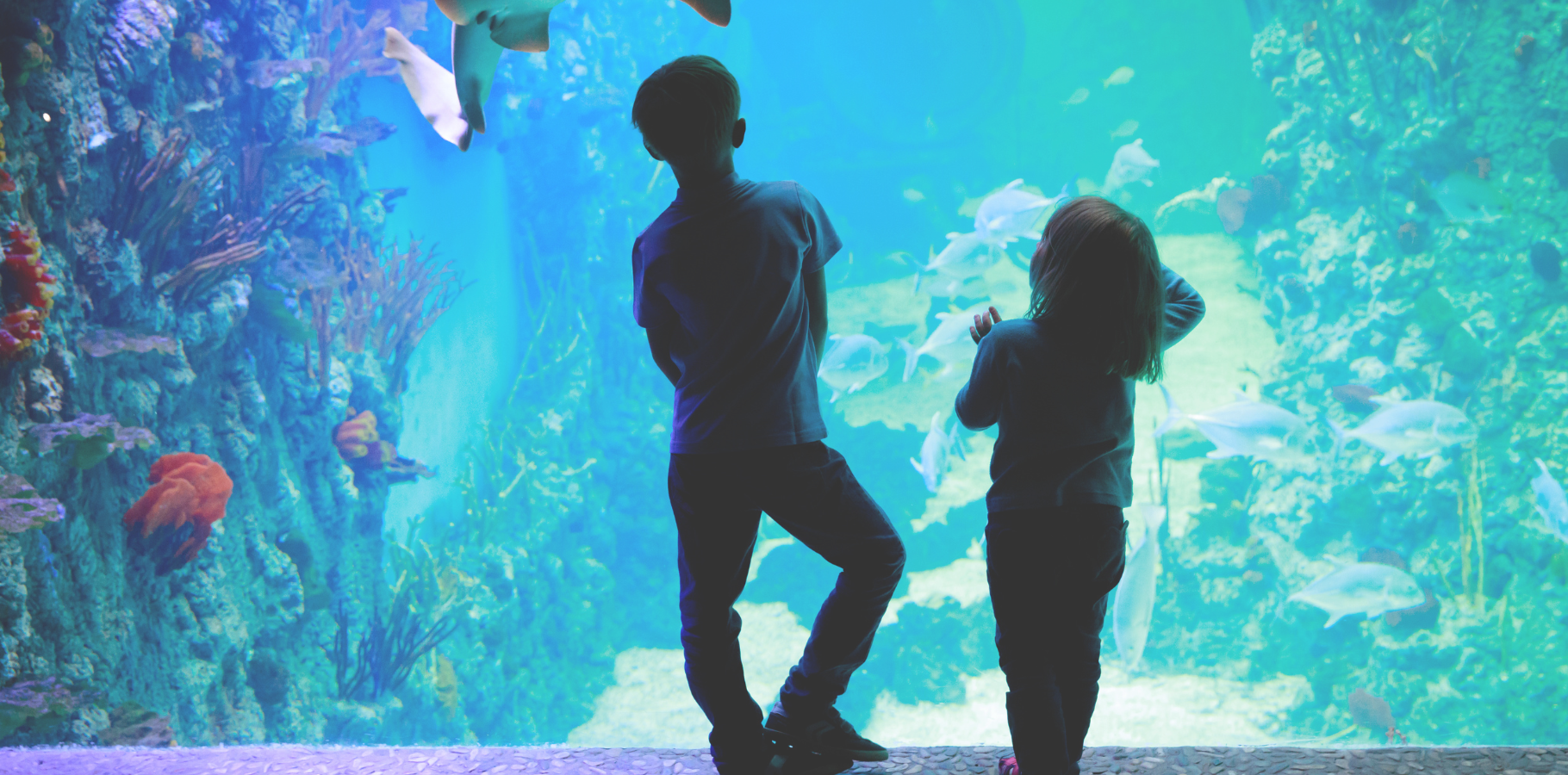 Photo of two children looking into an aquarium