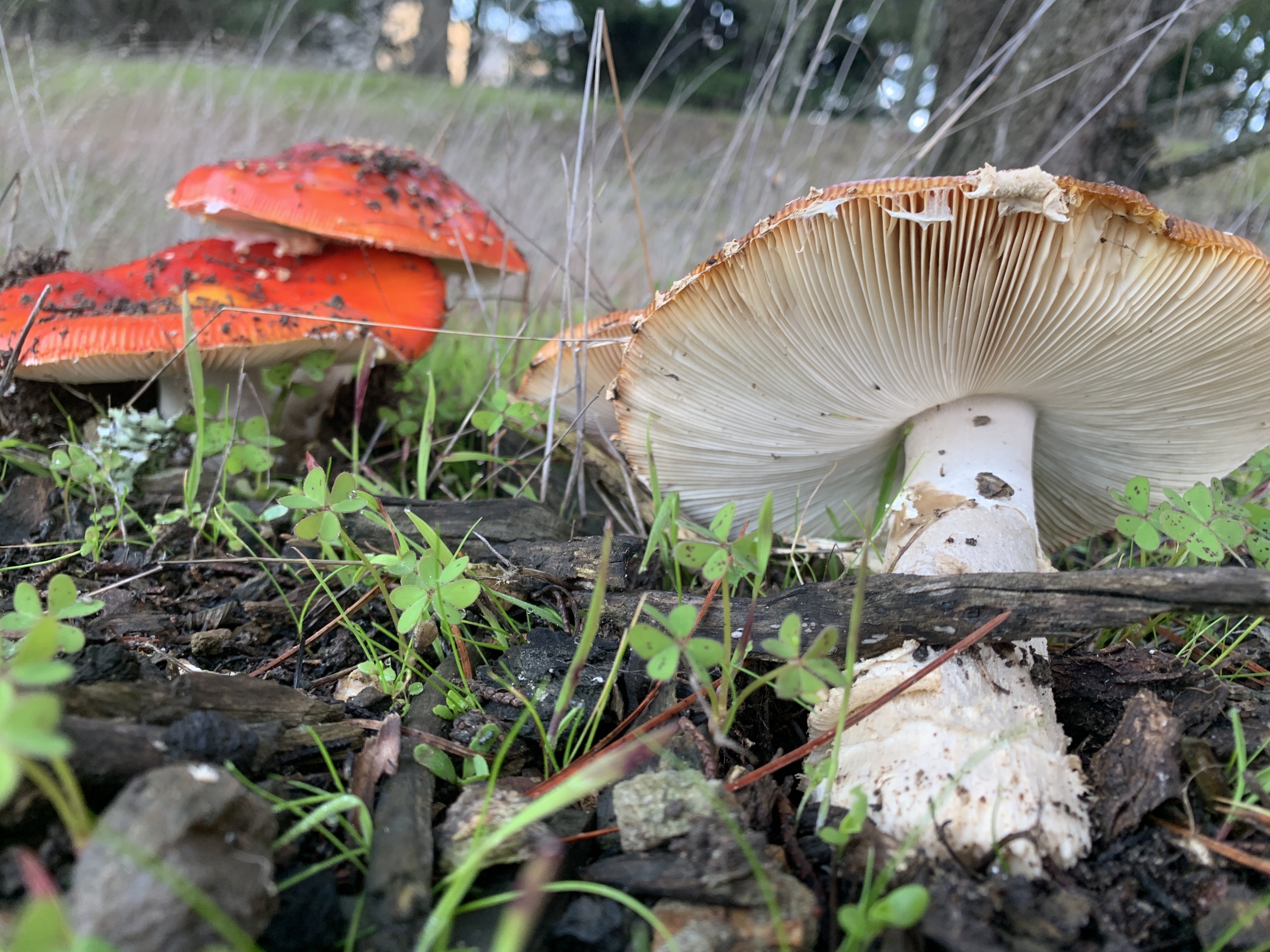 Picture of Amanita muscaria mushroom
