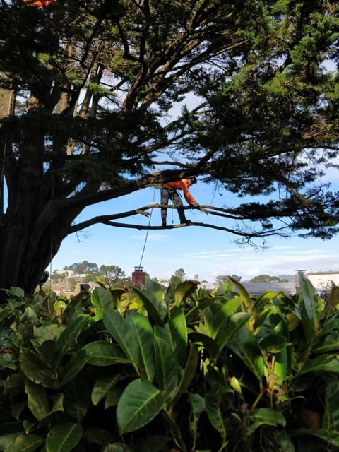 Tree Trimmer walking on tree limb