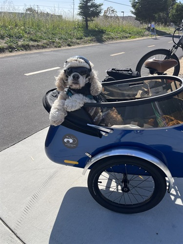 A dog wearing goggles and riding a side car