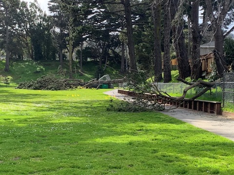 felled trees in park