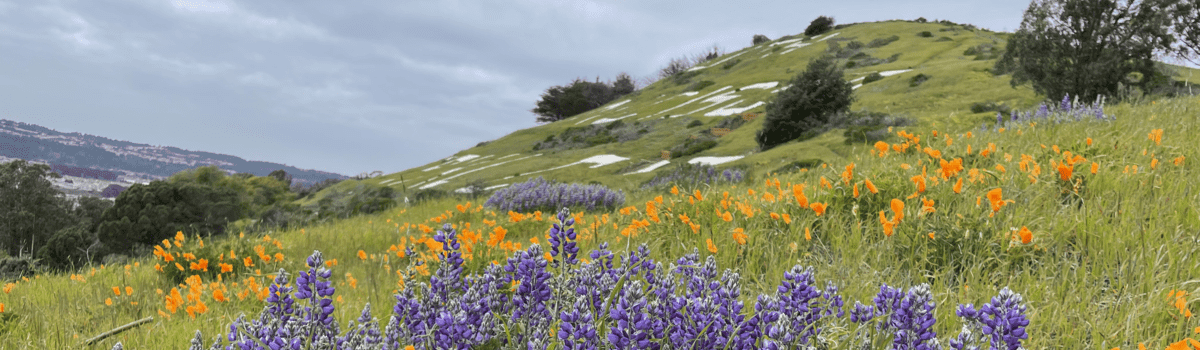 Sign Hill Spring Flowers 1200x350px (1).png